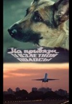 На привязи у взлетной полосы