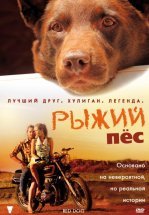 Рыжий пес