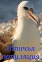 Птичья популяция
