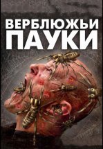 Верблюжьи пауки