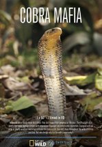 Мафия кобр