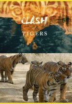 Схватка тигров